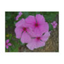 Three Pink Periwinkles Post Cards