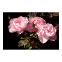 Three Pink Roses posters by wingedturtle Three Pink Roses posters
