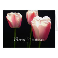 Three pink tulip flowers.  Christmas, holidays. Cards