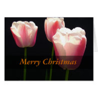 Three pink tulip flowers.  Christmas, holidays. Card