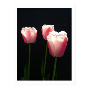 Three pink tulip flowers.  Christmas, holidays. Post Card