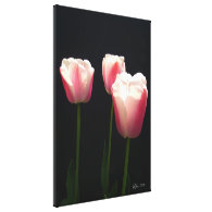Three pink tulip flowers gallery wrap canvas