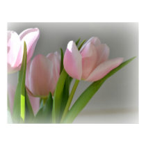 Three Pink Tulips posters