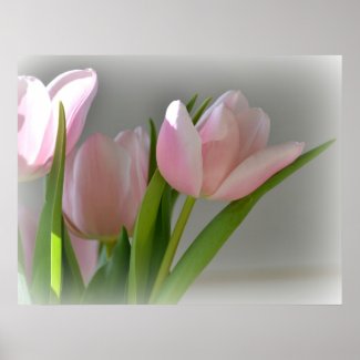 Three Pink Tulips print