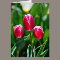 Three Pinks cards