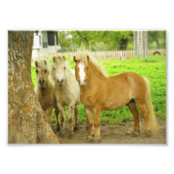 Three Ponies Horse Farm Photo Print