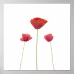 Three poppies posters