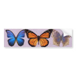 Three Pretty Butterflies Bumper Stickers