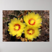 Three Prickly Pear Blossoms - South Texas Poster