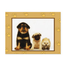 Three puppies postcard