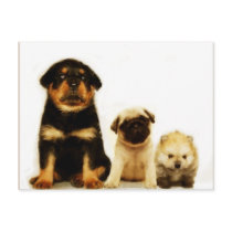 Three puppies postcard