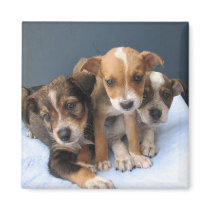 Three Pups magnets by okcshelter Three Pups magnets