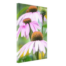 Three Purple Coneflowers Stretched Canvas Print