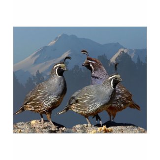 THREE QUAIL AND SHASTA shirt
