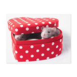 Three rats in a Heartbox postcards