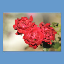 Three red roses and a bee photography