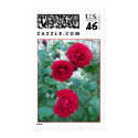 Three Red Sisters postage by closphotos Three Red Sisters postage