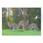three roos cards
