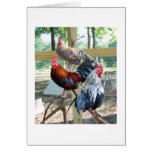 Three Roosters Card