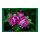 Three Roses