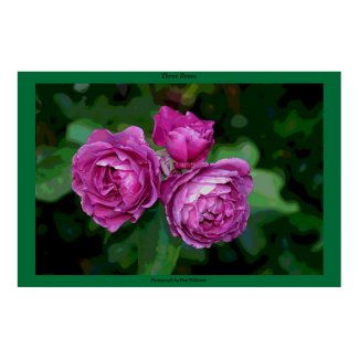 Three Roses print