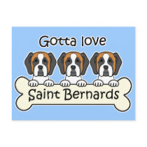 Three Saint Bernards Postcard