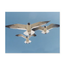 Three Seagulls Postcard