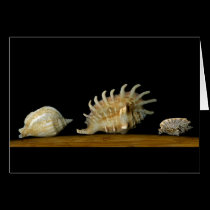 Three Shells cards