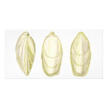 Three Shells Photo Card