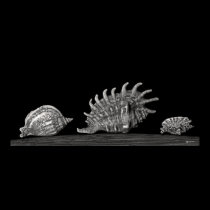 Three Shells posters