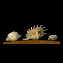 Three Shells posters