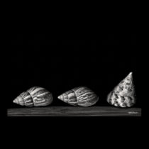 Three Shells posters
