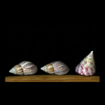Three Shells posters