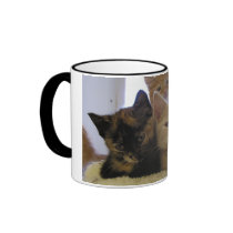Three Shelter Kittens mugs