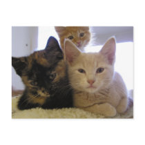 Three Shelter Kittens postcards