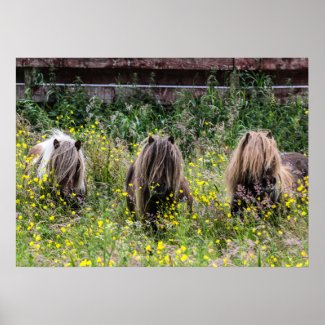 Three Shetland pony stallions in a field Poster