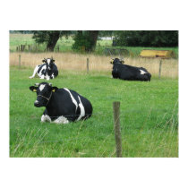 Three Sitting Cows Photo Poster posters