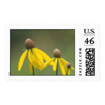 three stand postage