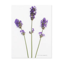 Three stems of English purple lavender flowers, Post Cards
