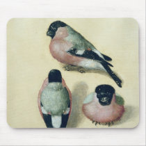 Three studies of a bullfinch mousepad