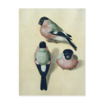 Three studies of a bullfinch post card