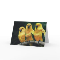 "Three Sun Conures" Bird Art  Greeting Card