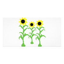 three sun flowers icon photo cards