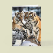 Three Tiger Cubs In Snow Art Gifts