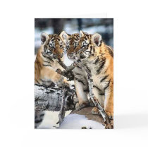 Three Tiger Cubs In Snow Art Gifts cards