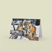 Three Tiger Cubs In Snow Art Gifts