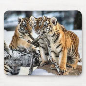 Three Tiger Cubs In Snow Art Gifts