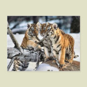 Three Tiger Cubs In Snow Art Gifts