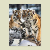Three Tiger Cubs In Snow Art Gifts