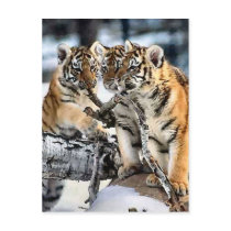 Three Tiger Cubs In Snow Art Gifts Postcards
